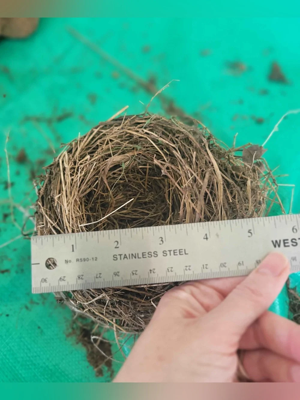 Bird Nest organic material fallen nest “ put a bird on it” natural decoration